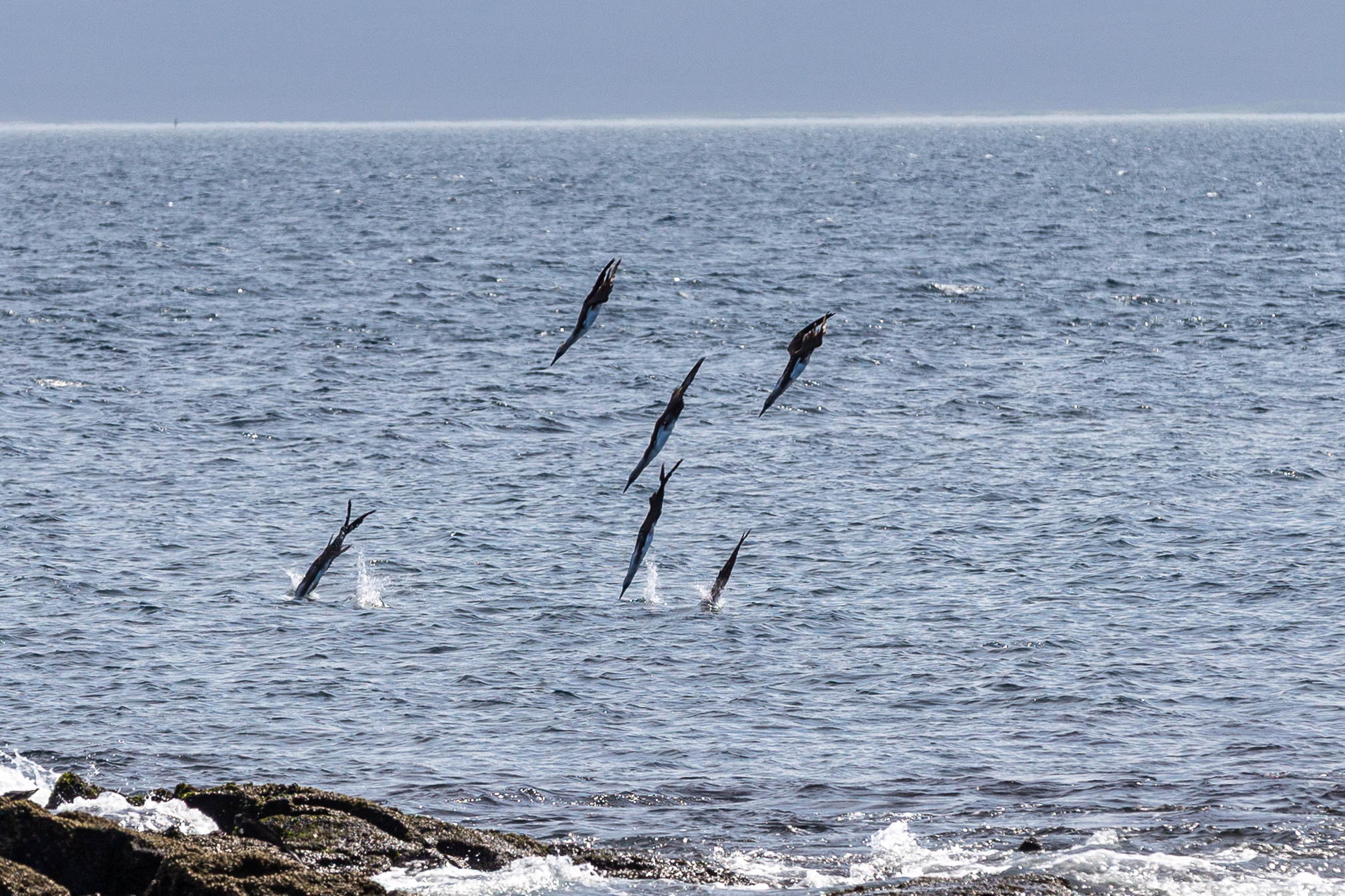 Several boobies diving headfirst into the ocean